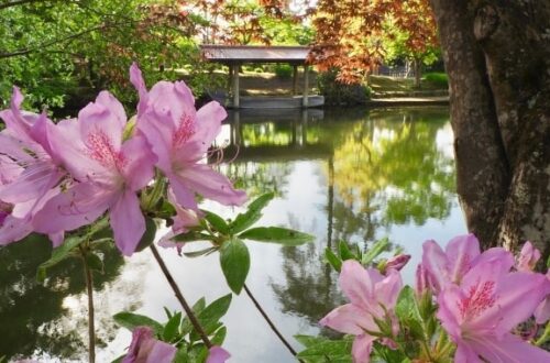 大本東海教区アイキャッチ画像ピンクの花