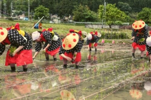 大本の田植え