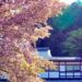梅松苑このはなざくらR3.4.12